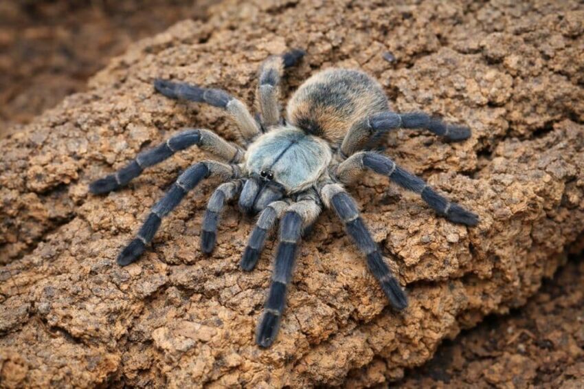 monocentrofus balfouri