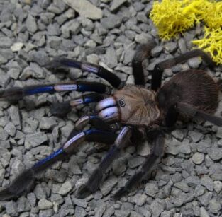 Chilobrachys sp. electric blue