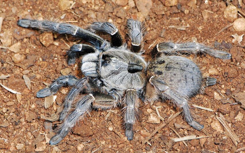 ceratogyrus darlingi