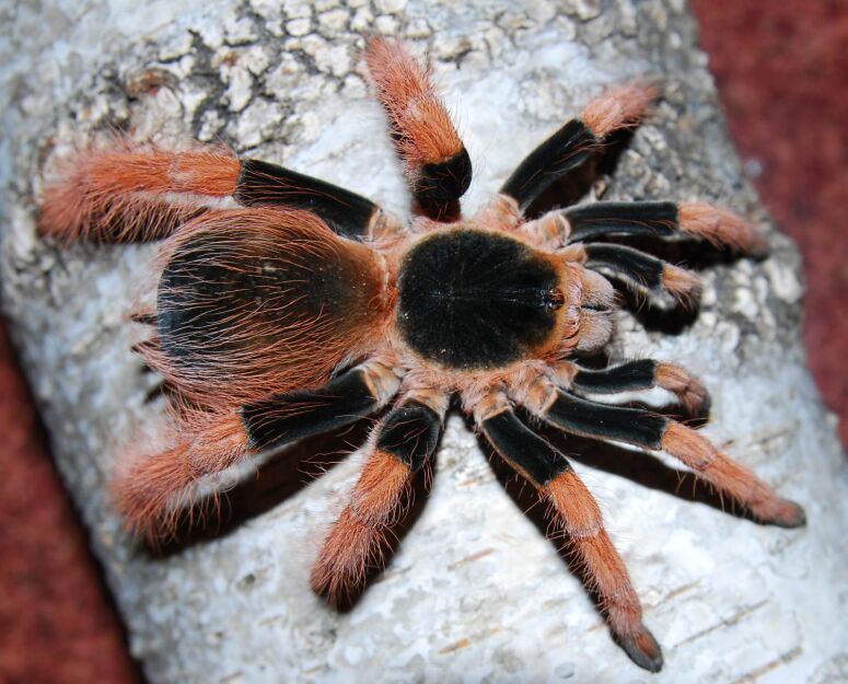 Megaphobema robustum