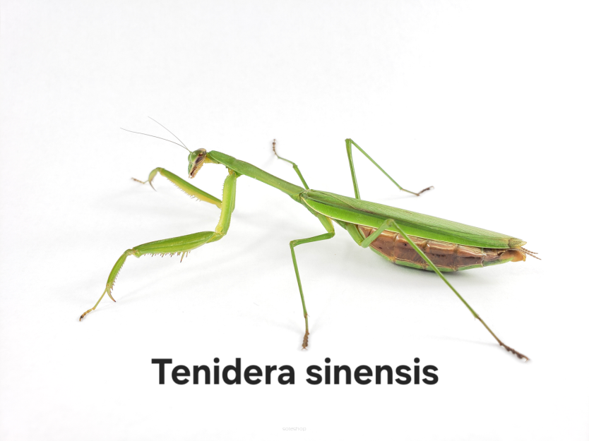 tenodera sinensis