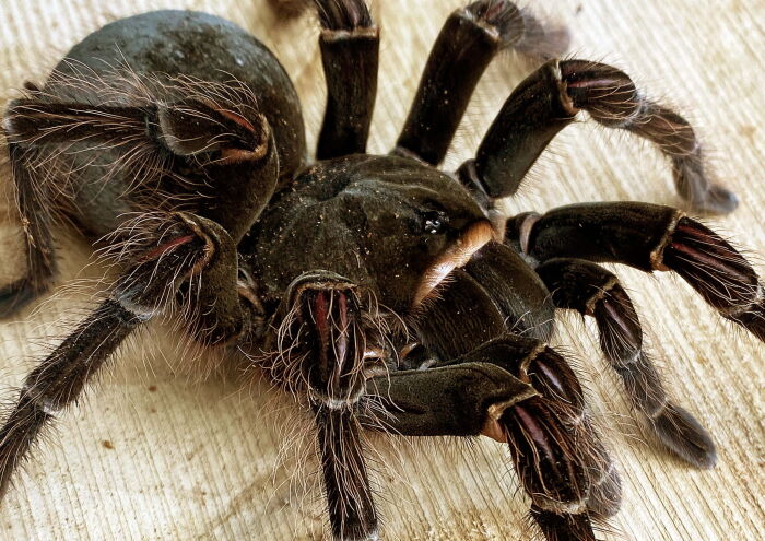 Theraphosa ptasznik Gigant